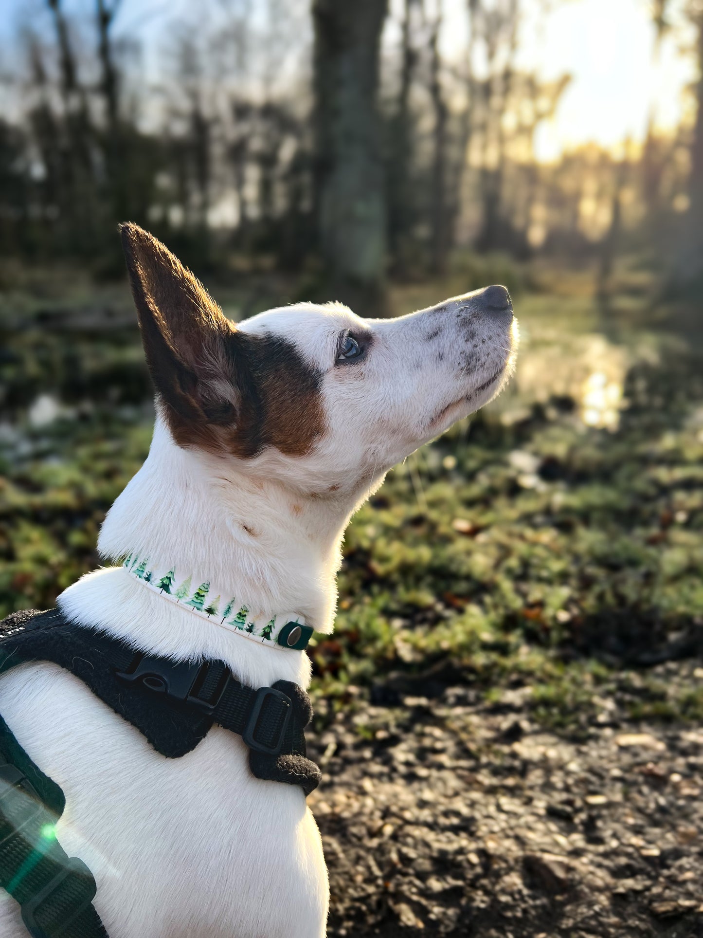 Evergreen Printed Biothane Collar (Hound Style)