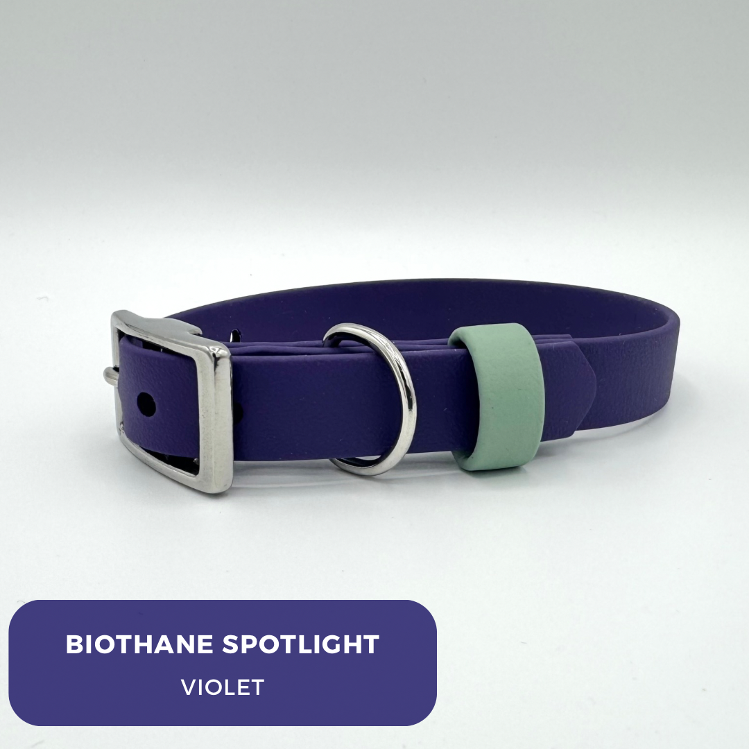 Violet Biothane Adjustable Collar (Product Spotlight)