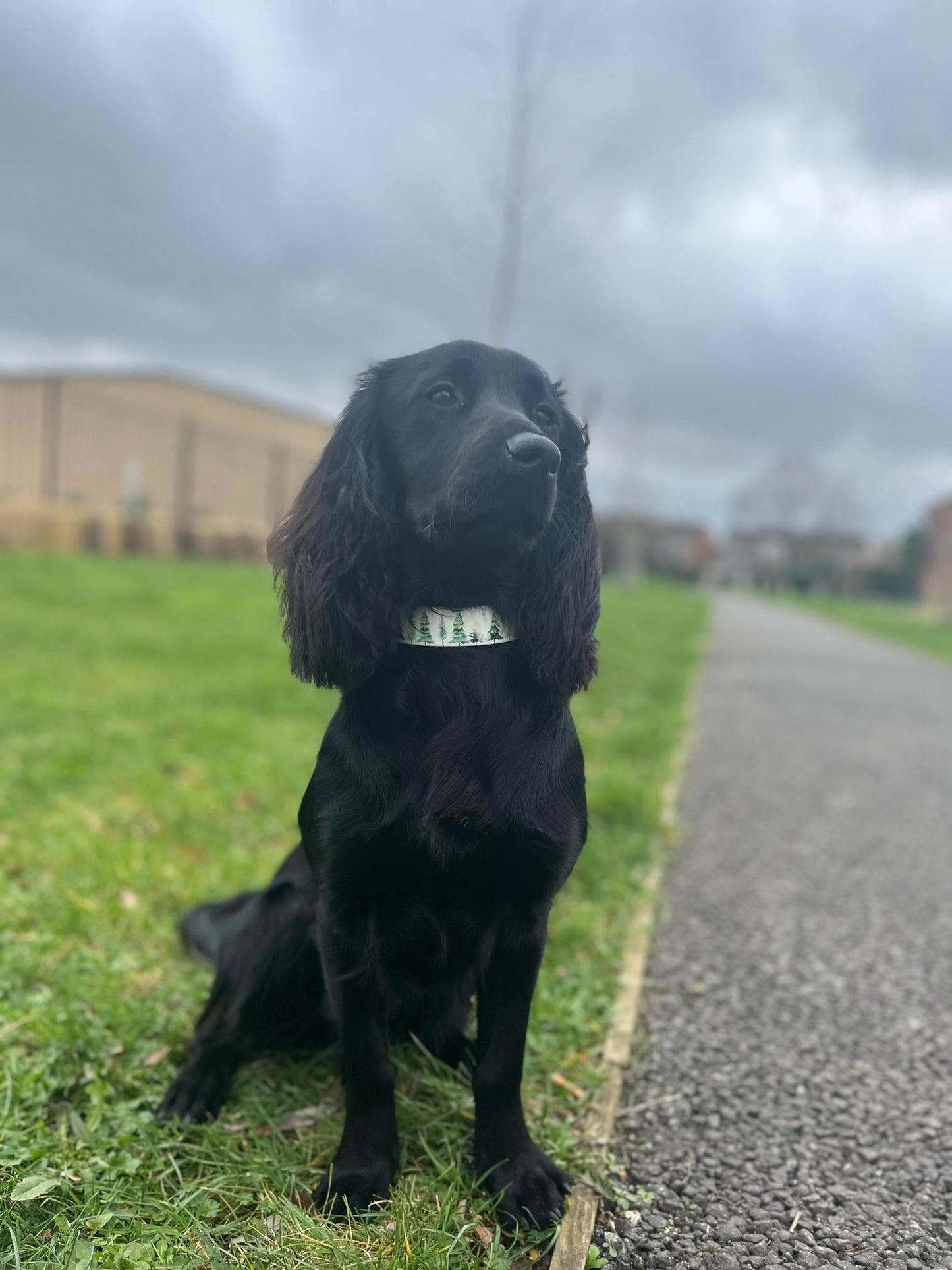 Evergreen Printed Biothane Collar (Hound Style)